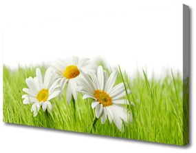 Obraz Canvas Sedmokráska kvety rastlina 120x60 cm