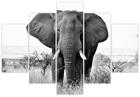 Obraz - Slon africký II. (150x105 cm)