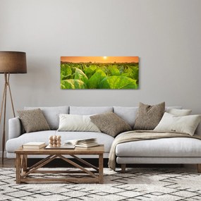 Obraz - Pole (120x50 cm)
