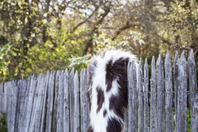 Ovčia kožušina čierno biely mix