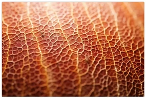Obraz - Detail textúry (90x60 cm)