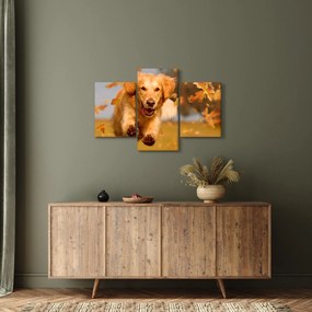 Obraz - Zlatý retriever (90x60 cm)