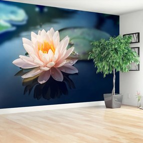 Fototapeta Vliesová Lotosový kvet rybník 152x104 cm