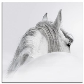 Obraz na plátne - Andalúzsky kôň v hmle - štvorec 3219A (80x80 cm)