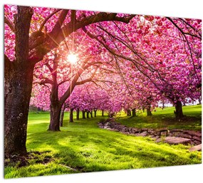 Sklenený obraz rozkvitnutých čerešní, Hurd Park, Dover, New Jersey (70x50 cm)