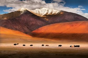 Umelecká fotografie Wild yaks in Ladakh, India., Nabarun Bhattacharya, (40 x 26.7 cm)