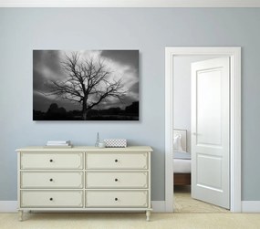 Obraz čiernobiely strom na lúke Varianta: 120x80