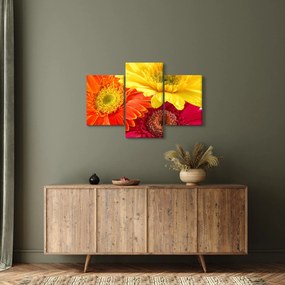Obraz - Kvety Gerbery (90x60 cm)