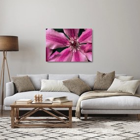 Sklenený obraz ružového kvetu plamienku (70x50 cm)