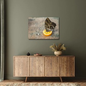 Obraz motýľa (70x50 cm)