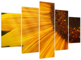 Obraz - Slnečnica (150x105 cm)