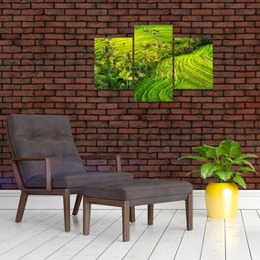 Obraz - Ryžové terasy (90x60 cm)