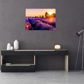Sklenený obraz levanduľového pole, Provence (70x50 cm)