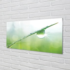 Obraz na skle Drop tráva makro 125x50 cm