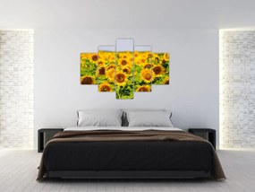 Obraz - Slnečnica (150x105 cm)