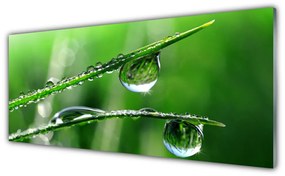Obraz na akrylátovom skle Tráva rosa kvapky 125x50 cm