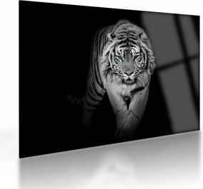 Sklenený obraz - Tiger s modrými očami (70x50 cm)