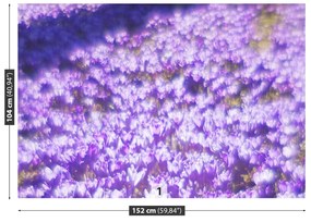 Fototapeta Vliesová Fialové kvety 250x104 cm