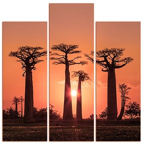 Obraz na plátne - Baobaby pri západe Slnka - štvorec... 305FC (105x105 cm)