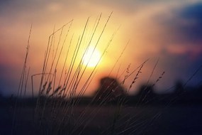 Samolepiaca fototapeta tráva v lúčoch slnka