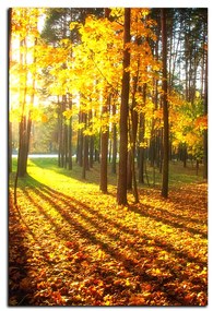Obraz na plátne - Jesenný les - obdĺžnik 7176A (75x50 cm)