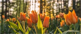 Obraz - oranžové tulipány (120x50 cm)