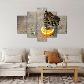 Obraz motýľa (150x105 cm)