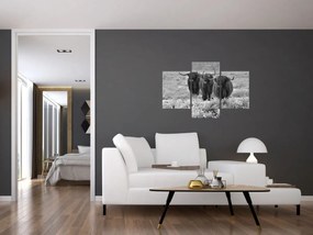Obraz - Škótske kravy (90x60 cm)