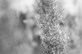 Obraz - Boho pampas grass (90x60 cm)