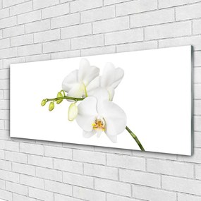 Obraz plexi Orchidea kvety príroda 125x50 cm