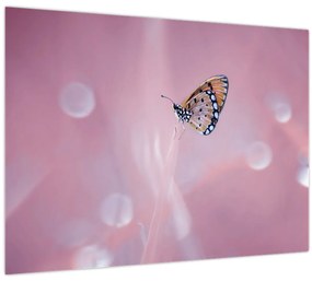 Obraz - Motýľ (70x50 cm)