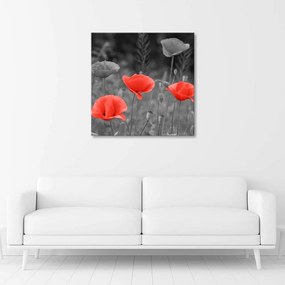 Obraz na plátně Luční mák Květina Příroda - 30x30 cm