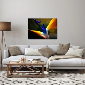 Obraz - Exotický kvet (70x50 cm)