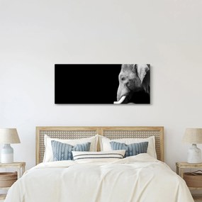 Obraz - Slon (120x50 cm)