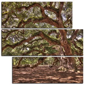 Obraz na plátne - Staroveký živý dub - štvorec 3238D (105x105 cm)