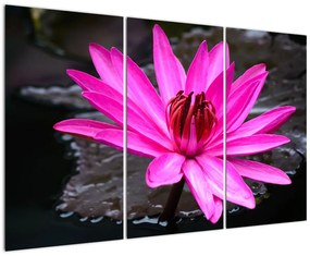 Obraz s detailom kvetu