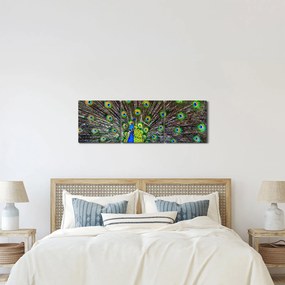 Obraz - Páv (s hodinami) (90x30 cm)