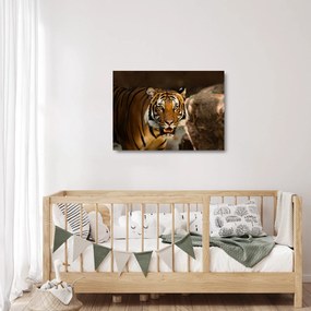 Sklenený obraz tigra (70x50 cm)
