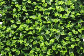 Umelý rastlinný panel FRESH LIGHT GREEN 50 x 50 cm - Panel 50x50 Europe Grass