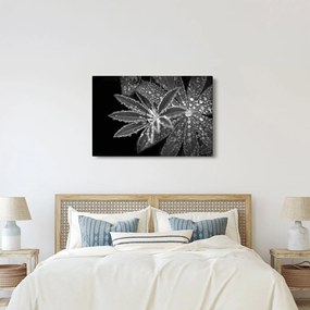 Obraz - Listy s kvapkami (90x60 cm)
