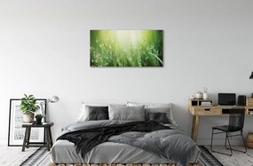 Obraz canvas Tráva slnko kvapky 120x60 cm