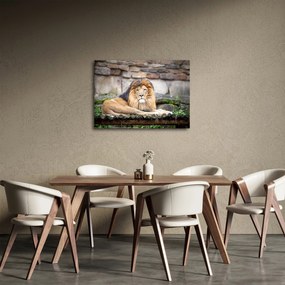 Obraz leva (70x50 cm)