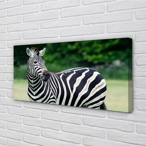 Obraz na plátne Zebra box 125x50 cm