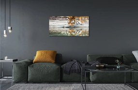 Sklenený obraz tiger pitie 140x70 cm