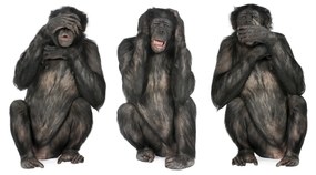 Fototapeta Tri opice