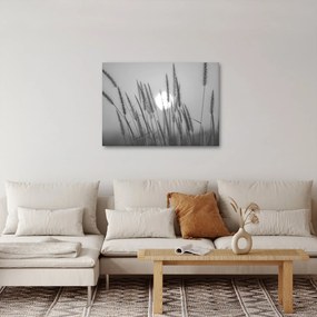 Obraz - Lúka pri západe slnka (70x50 cm)