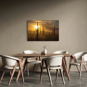 Obraz - Kaktusy Saguaro (90x60 cm)