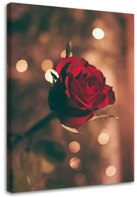 Obraz na plátně Červená růže Květina Příroda - 60x90 cm