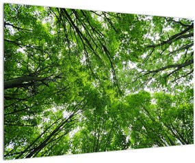 Obraz - Pohľad do korún stromov (90x60 cm)