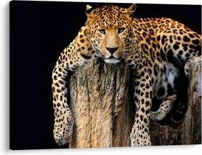 Obraz - Gepard (70x50 cm)
